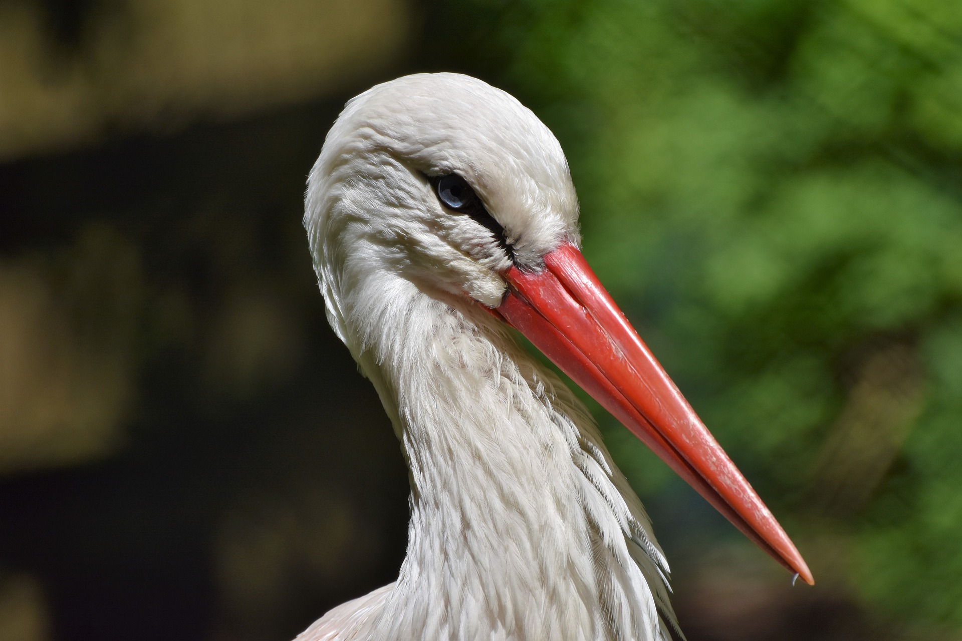 La Cigogne Un Oiseau Migrateur Par Excellence La Cigogne Un Oiseau Migrateur Par Excellence